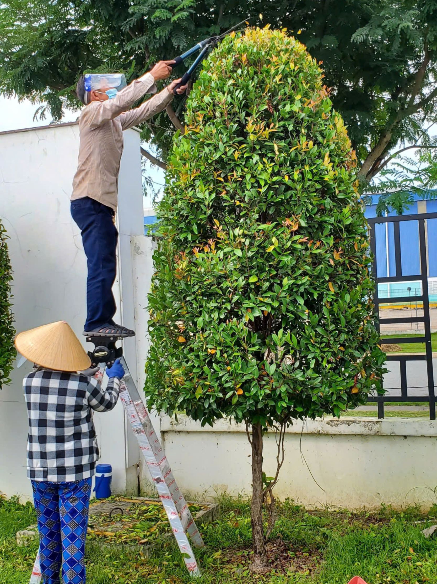Chăm Sóc Cây Xanh Định Kỳ: Vì Sao Doanh Nghiệp Nên Thuê Dịch Vụ Thay Vì Tự Làm?